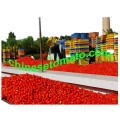 Pâte de tomates en conserve aseptique et biologique du fournisseur chinois